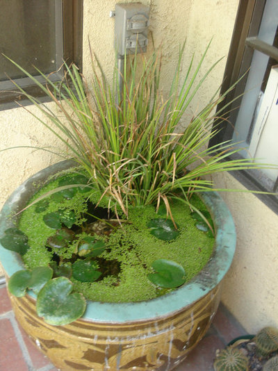 Восточный Сад by Shelley Sparks