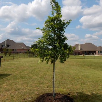 Shade Trees for Texas