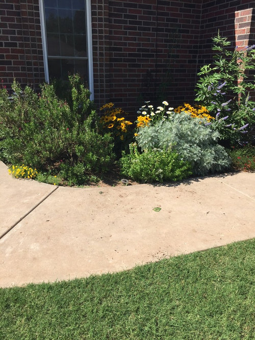 Shrub replacement ideas?