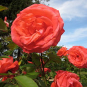 Joy Garling Prud'homme's photo