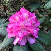 Cathy Strickland's photo