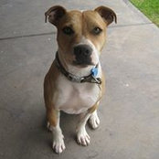 Karina Pellicone's photo
