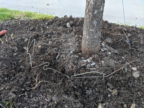 Tree Root Wire Basket Remove Or Not To Remove
