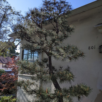 Aesthetic Small Tree Pruning