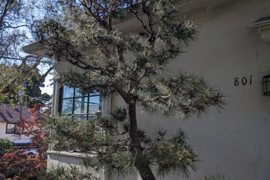 Aesthetic Small Tree Pruning