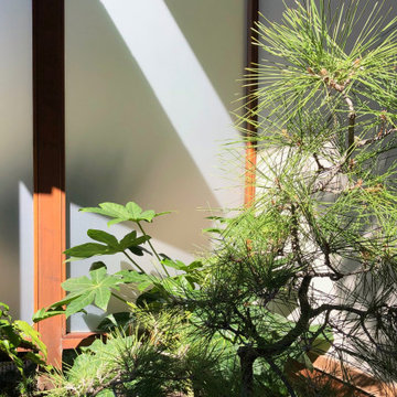 Japanese Garden Planting