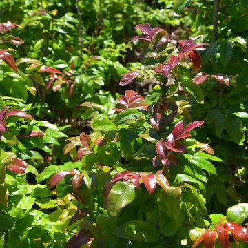 Mahonia Aquifolium