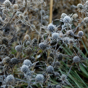 Hill Top Garden