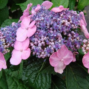 Twist-n-Shout Hydrangea