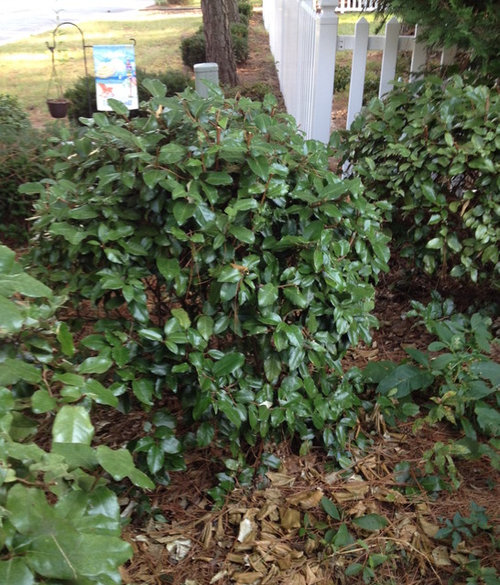 Please Help Me Id Evergreen Shrub With Silver Underside