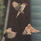 Tanya Pavlova's photo