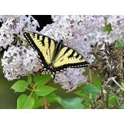 Diane Mccoy's photo