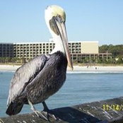 Linda Poole Pesaturo Ward's photo