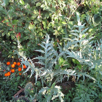 Edible Forest Garden