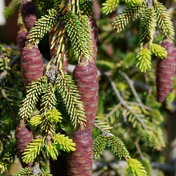 'Skylands' oriental spruce, female cones