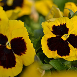 Current Featured Plants - Products