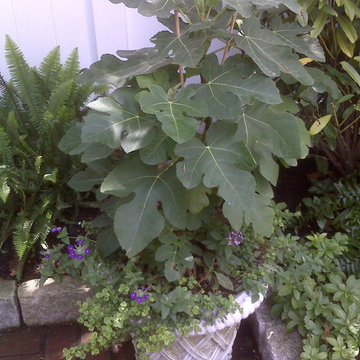 Vegetable & Herb Gardens
