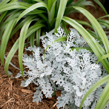 Plants