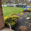 Placement of a serviceberry on my front lawn