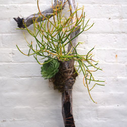 Desert Rose - Products