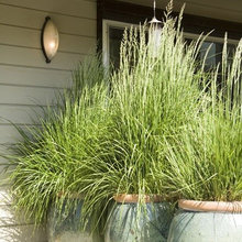 outdoor plants