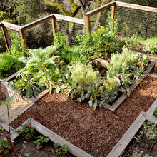 Raised Bed Garden