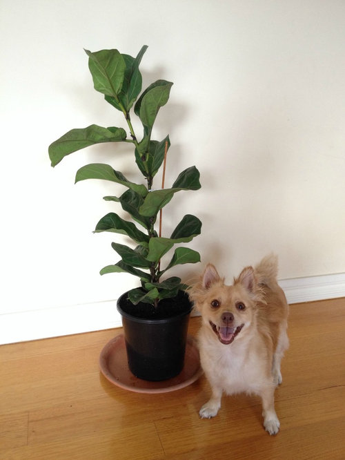 Are Fig Leaves Bad For Dogs