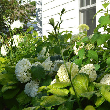 White hydrangea