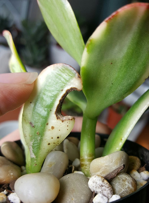 Is this scale on my jade plant??