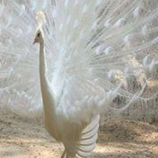 D Lynn Lear's photo