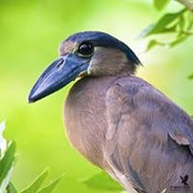 Ian Nicholson's photo