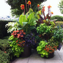 Patio y jardines, plantas y todo...