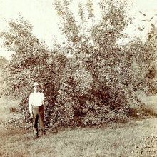 Plants of Laura Ingalls Wilder