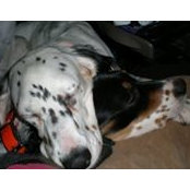 Tim Kisieleski's photo