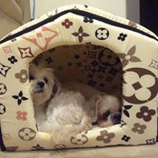 Dolly Zoopys billede