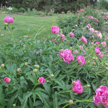 Beth's Garden 2014
