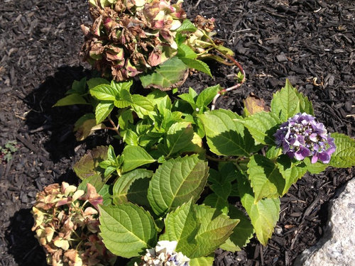 My Hydrangea flowers are turning brown