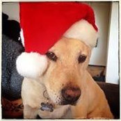 Melissa Mecca's photo