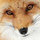 flyerfox2014