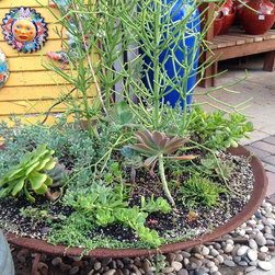 Succulent arrangements - Products
