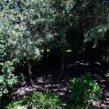 Landscape Before