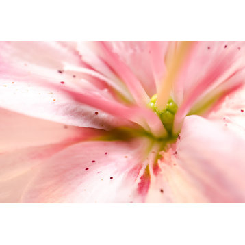 Center of the Stargazer Lily Floral Nature Photo Unframed Wall Art Print, 12" X 16"