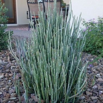 Pedilanthus macrocarpus_Slipper Plant