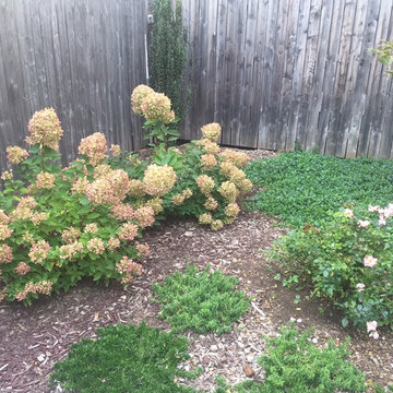 Windsor Terrace Small Backyard Garden Design