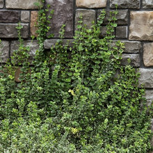 Landscape Ideas