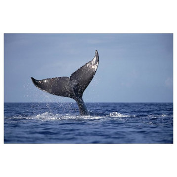 "Humpback Whale tail lobs, Maui, Hawaii" Paper Print by Flip Nicklin, 20"x14"