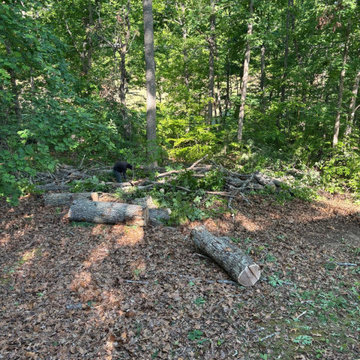 Complete Outdoor Property Improvement and Tree Service