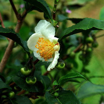 Camellia Sinensis