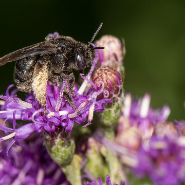 Long-Horned Bees