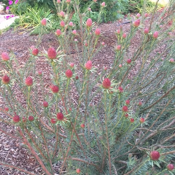 Leucadendron Jubilee Crown